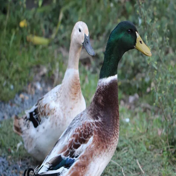 Welsh Harlequin Ducks