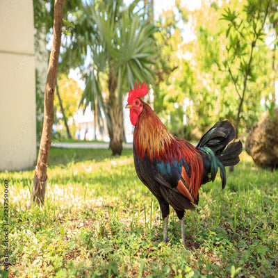 Wheaten Cubalaya Bantam