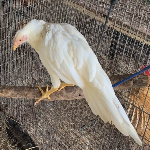 White Yokohama Chicken