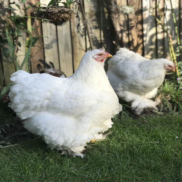 White Cochin Standard Chicken