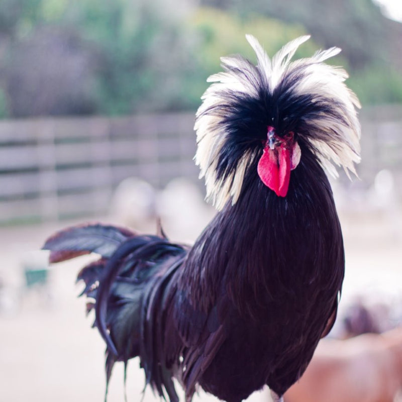 White Crested Black Polish Chicken