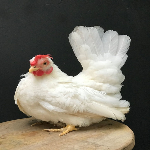 White Japanese Bantam