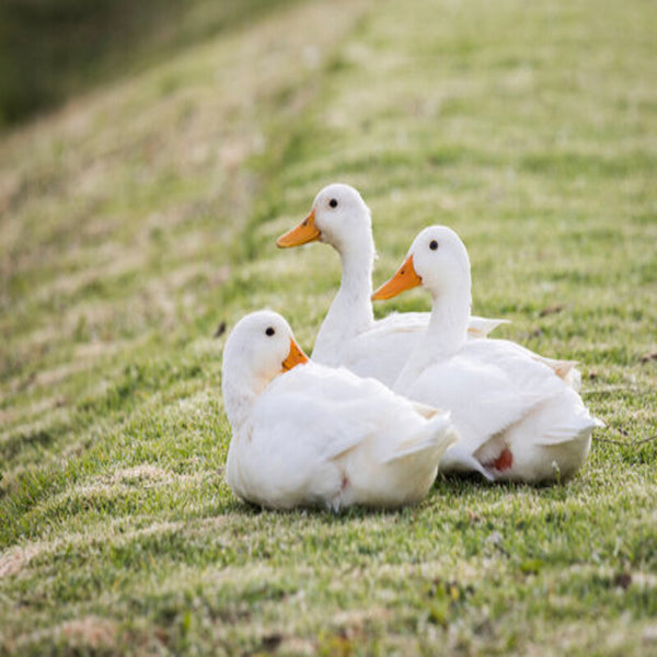 Large White Pekin Duck featuring a robust build, creamy white feathers, and excellent egg-laying abilities, producing 140-180 large white eggs per year.