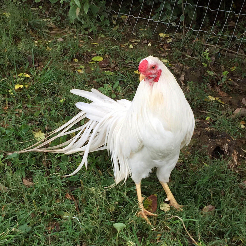 White Yokohama Chicken