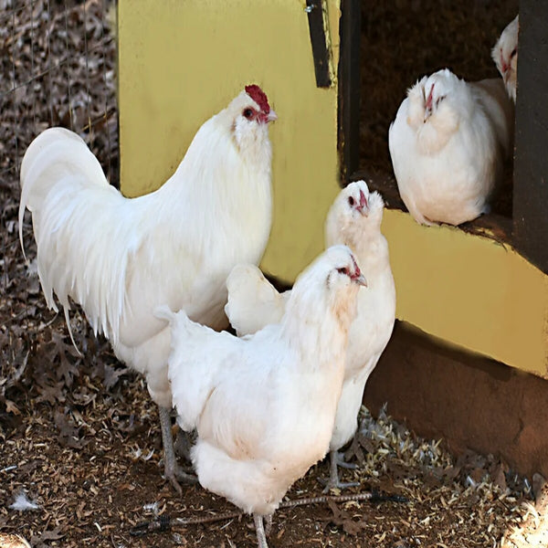 White Ameraucana