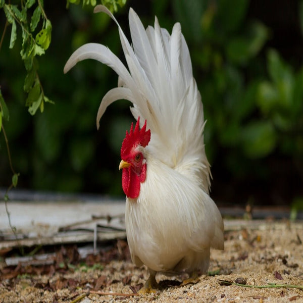 White Japanese Bantam