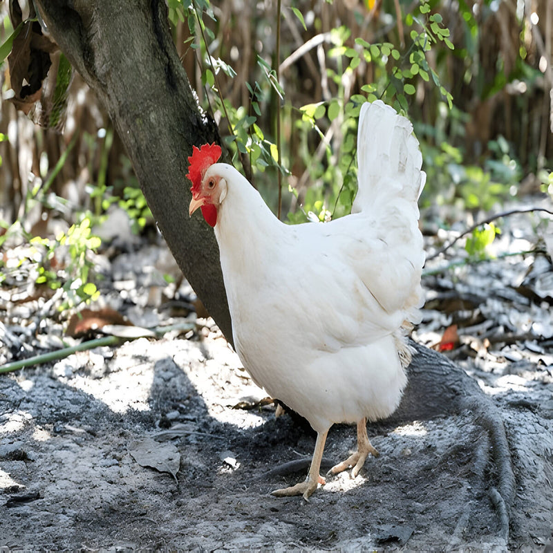 White Leghorn