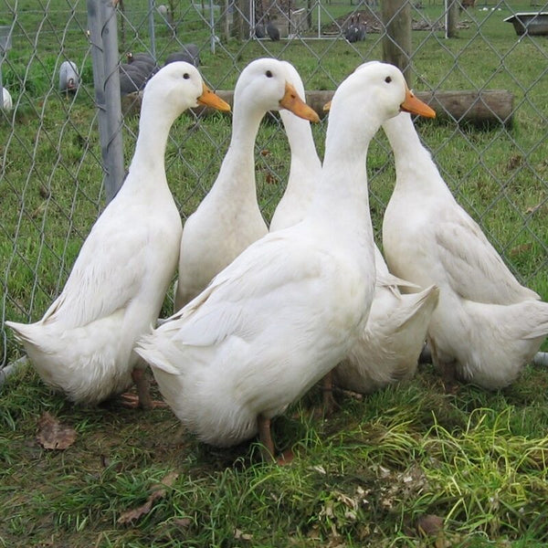 Friendly White Pekin Duck with a docile nature, easy to train, and adaptable to various environments, making it a popular choice as pets and for backyard flocks.