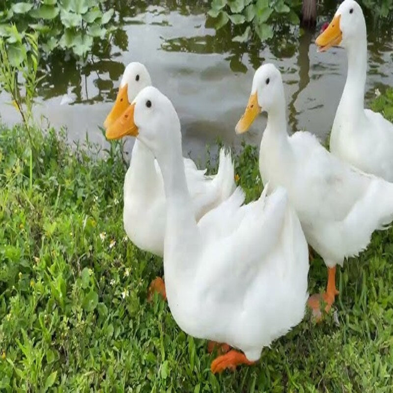 White Pekin Duck with pure white plumage, yellowish-orange bill and legs, known for its calm temperament and fast growth rate, ideal for meat production and exhibitions.