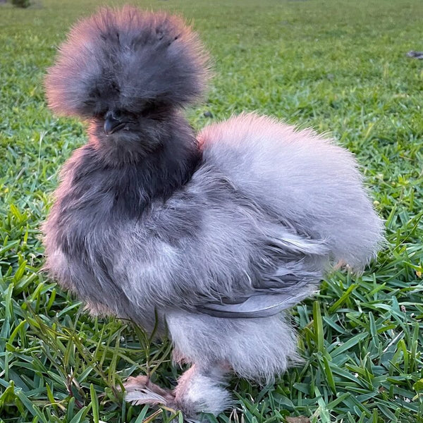 Blue Silkie Bantam