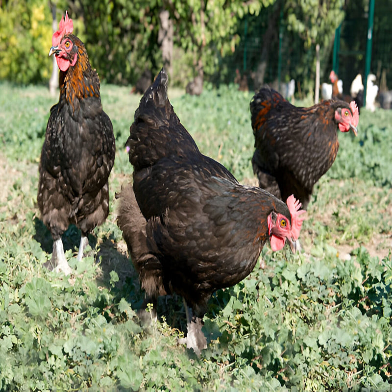 French Black Marans