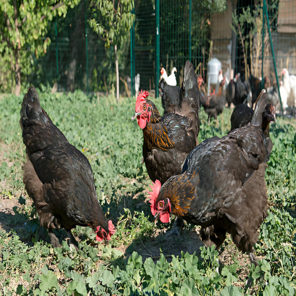 French Black Marans