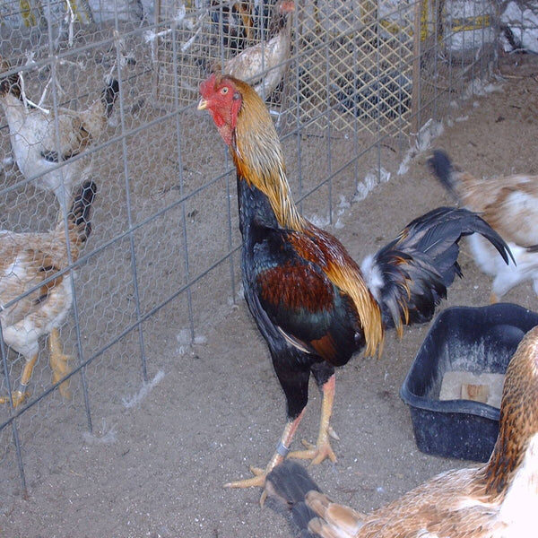 Saipan Jungle Fowl