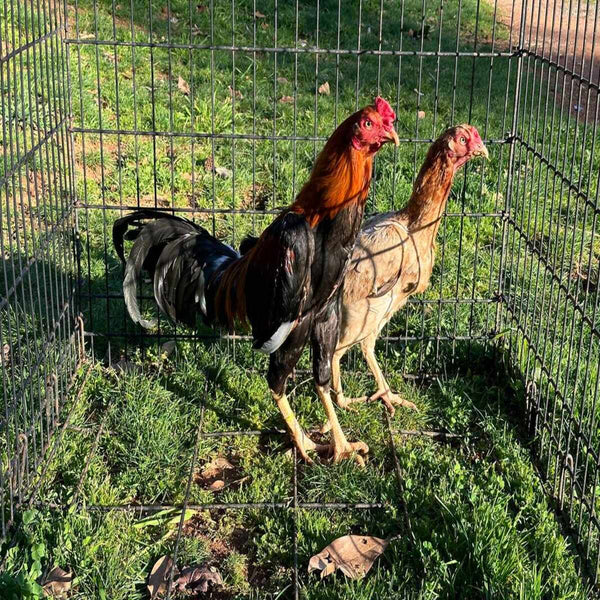 Saipan Jungle Fowl