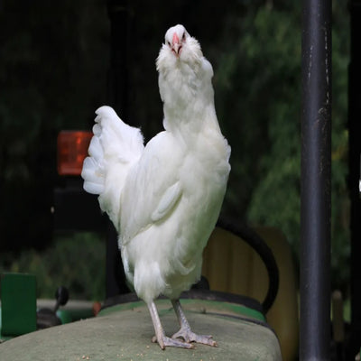 White Ameraucana